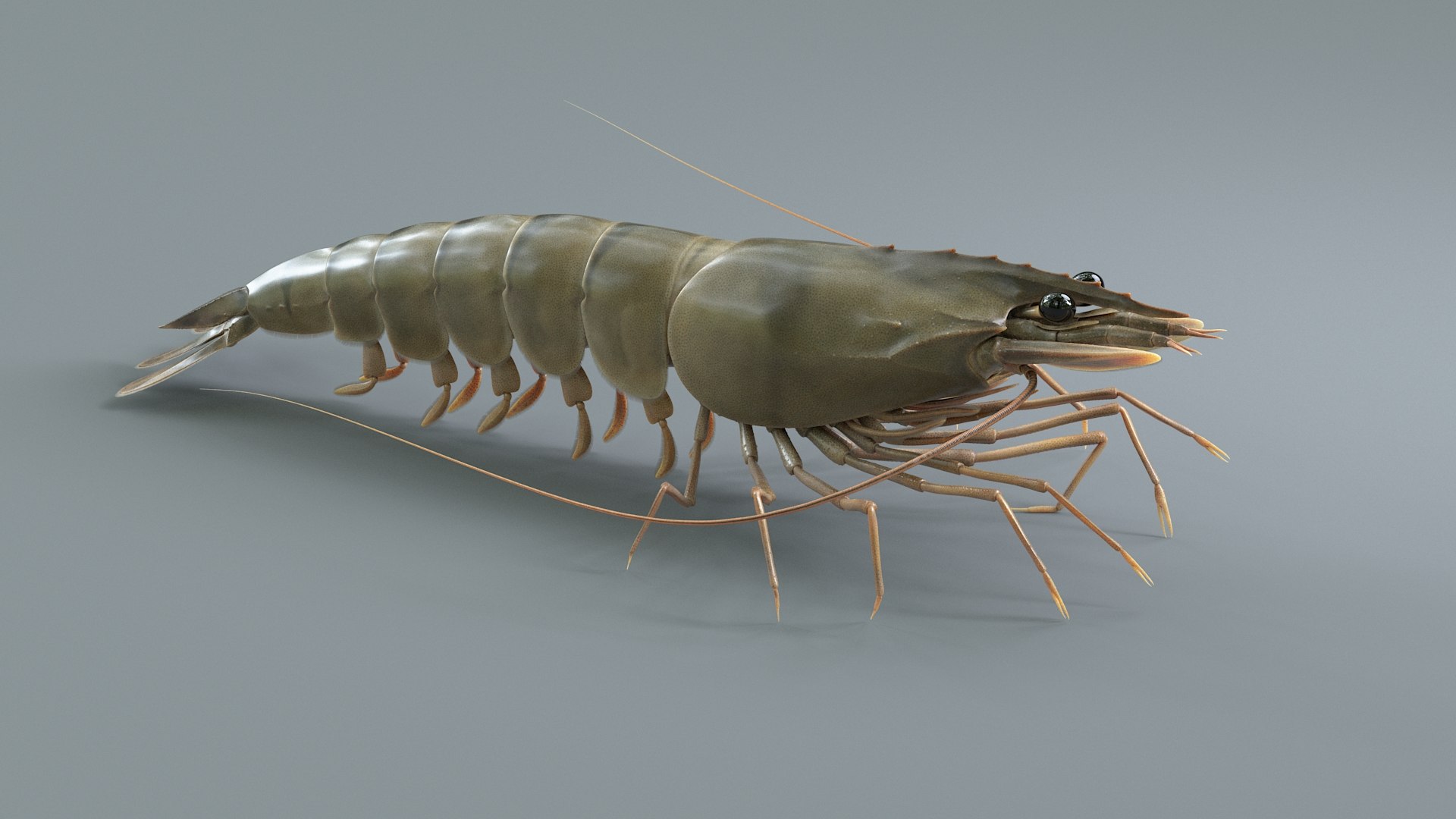 3D Marine Crustaceans Bundle Rigged https://p.turbosquid.com/ts-thumb/PX/Zkslqa/7W/shrimp_02/jpg/1775822366/1920x1080/fit_q87/9f8364179e8c3081bc29765cb2863206d739be74/shrimp_02.jpg