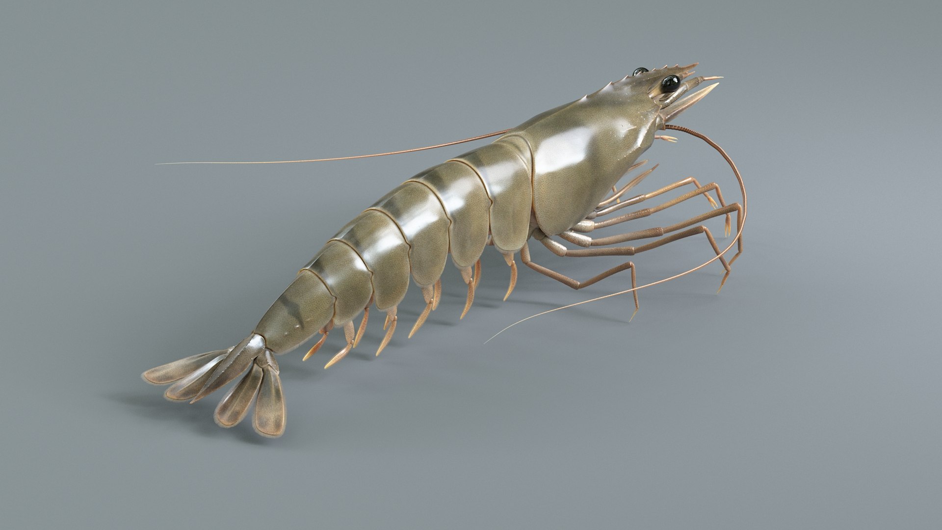 3D Marine Crustaceans Bundle Rigged https://p.turbosquid.com/ts-thumb/PX/Zkslqa/Dx/shrimp_04/jpg/1775822368/1920x1080/fit_q87/5c02b01acc0dbb1c7d6d9ae0c096951005b5149b/shrimp_04.jpg