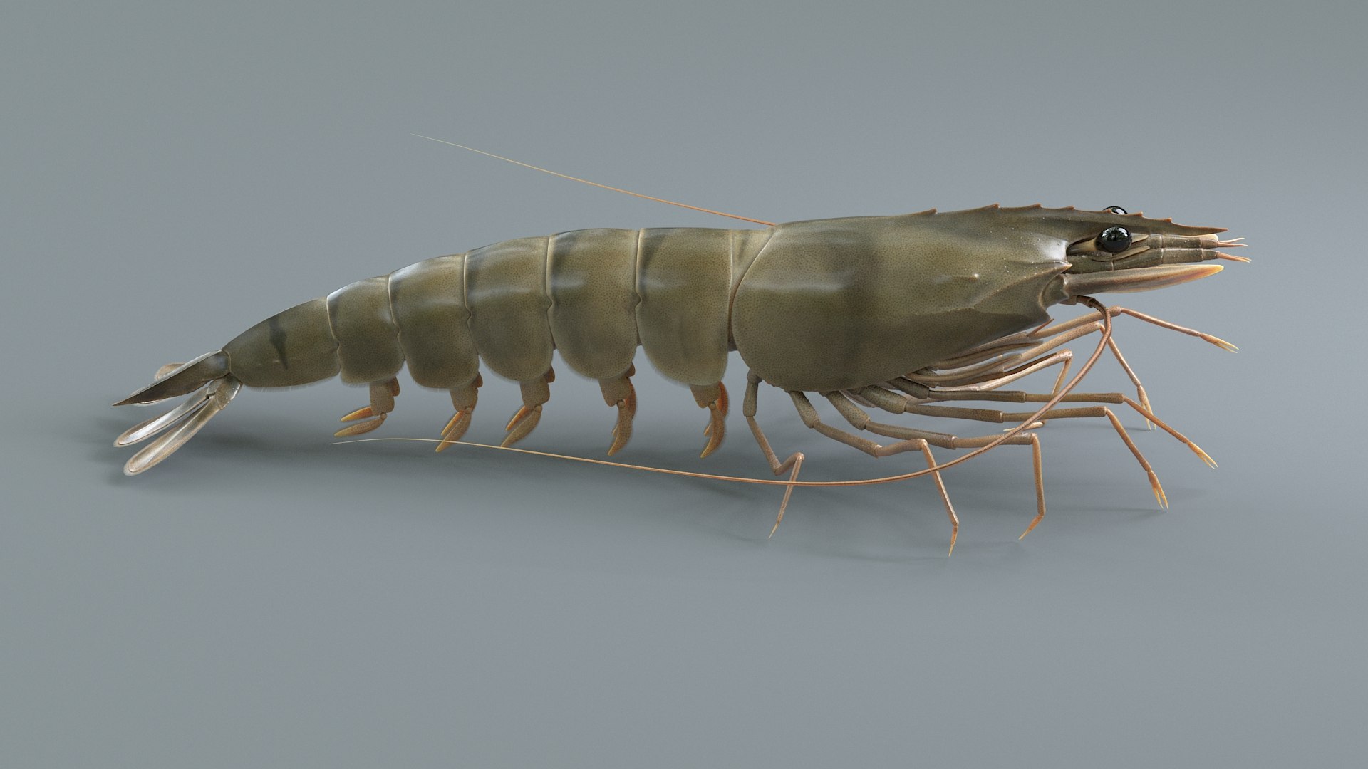 3D Marine Crustaceans Bundle Rigged https://p.turbosquid.com/ts-thumb/PX/Zkslqa/KV/shrimp_03/jpg/1775822367/1920x1080/fit_q87/32f125f387b15b7ed66a3a0135b70e59f4de4a41/shrimp_03.jpg