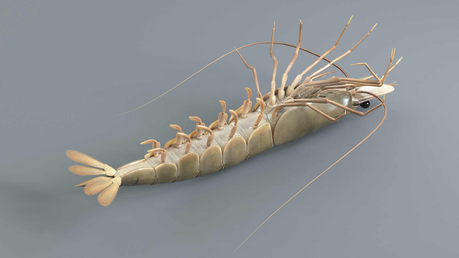 3D Marine Crustaceans Bundle Rigged https://p.turbosquid.com/ts-thumb/PX/Zkslqa/Sg/shrimp_13/jpg/1775822375/1920x1080/fit_q87/cbc98db011065b85032209118ebf2cf3a6424e9c/shrimp_13.jpg