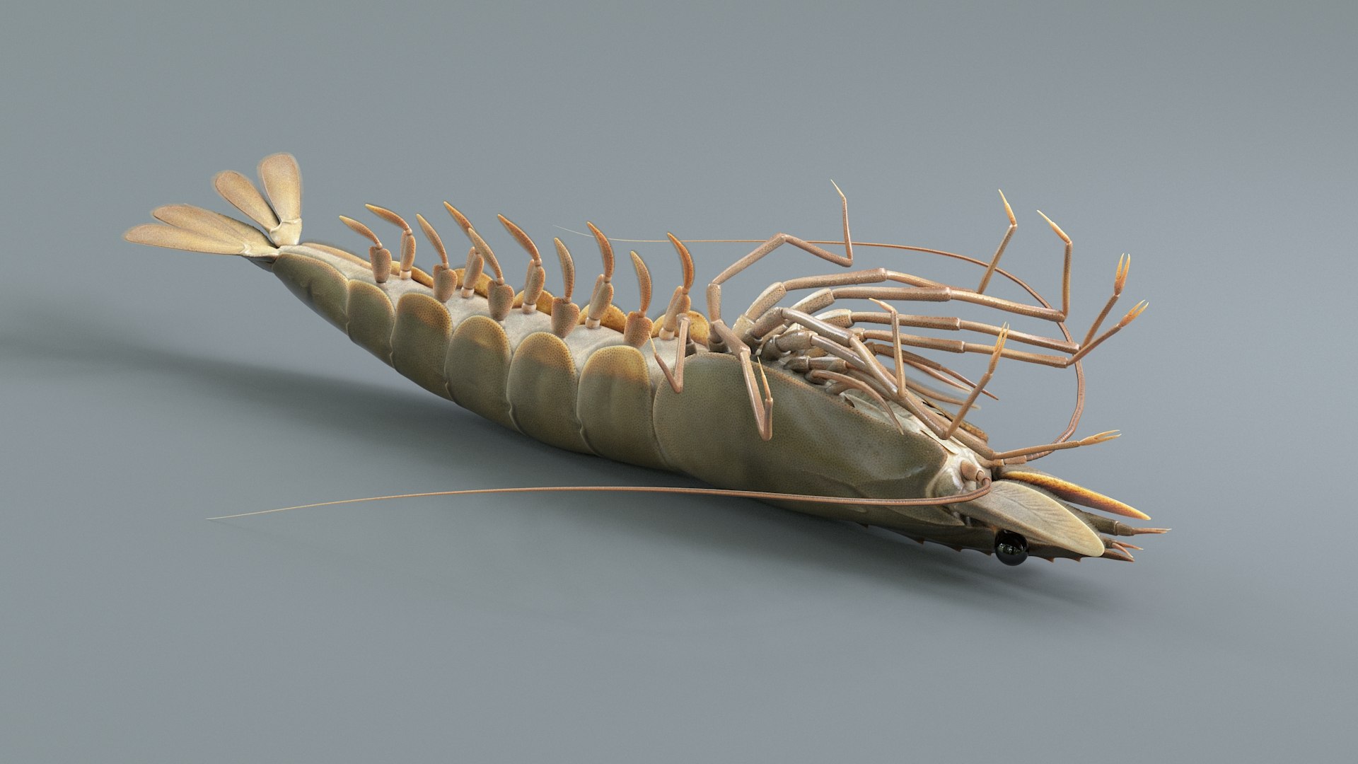 3D Marine Crustaceans Bundle Rigged https://p.turbosquid.com/ts-thumb/PX/Zkslqa/eX/shrimp_12/jpg/1775822373/1920x1080/fit_q87/48ac687569edfef046bbed2a366f7ec4fb143970/shrimp_12.jpg
