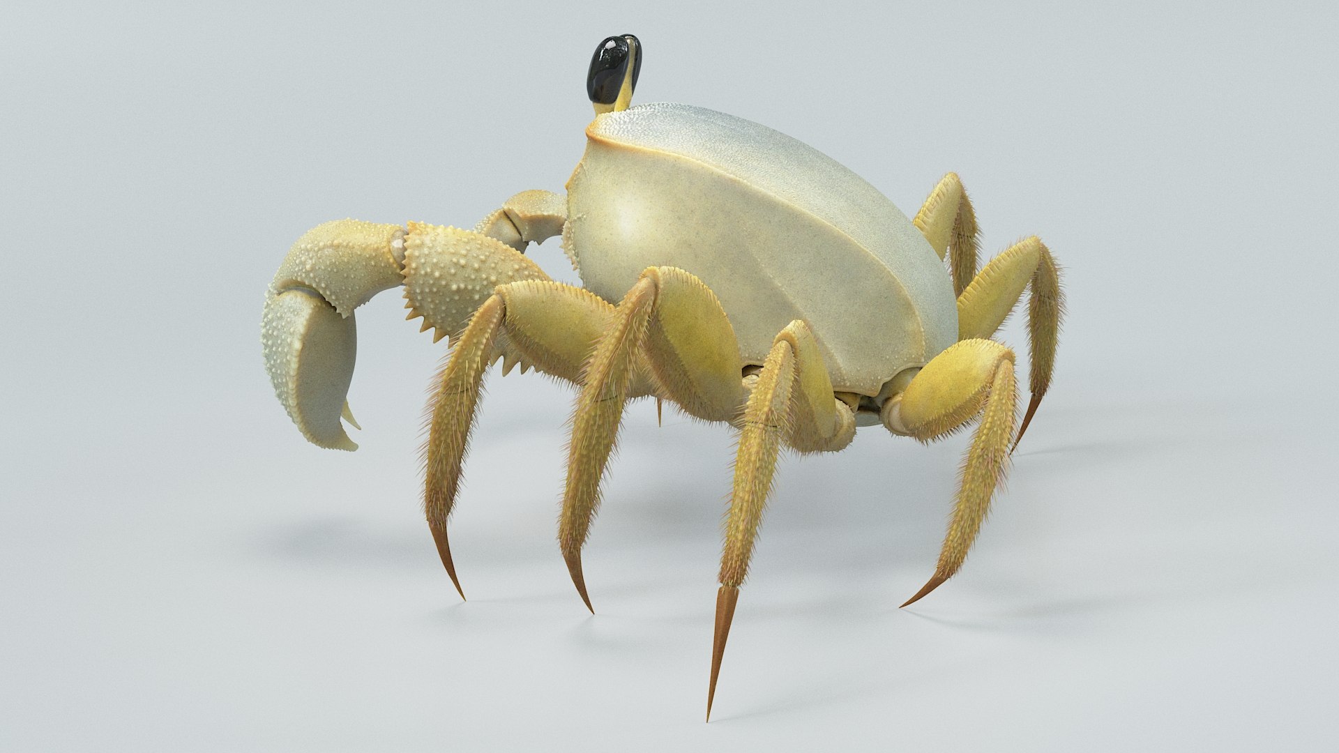 3D Marine Crustaceans Bundle Rigged https://p.turbosquid.com/ts-thumb/PX/Zkslqa/fO/ghost_crab_09/jpg/1775822273/1920x1080/fit_q87/7935ece95ca8cc76486b07c449a151e900de858e/ghost_crab_09.jpg