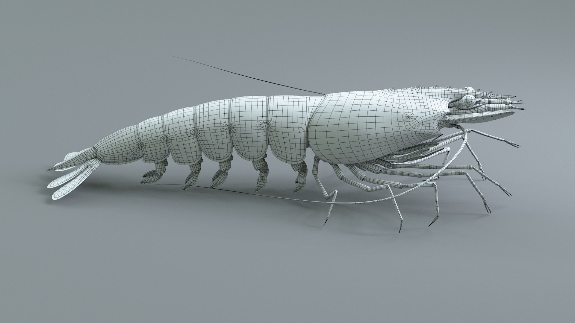 3D Marine Crustaceans Bundle Rigged https://p.turbosquid.com/ts-thumb/PX/Zkslqa/nJ/shrimp_33/jpg/1775822406/1920x1080/fit_q87/905ceb2b0120f329fdfb47f0c001e5c1b34eafcc/shrimp_33.jpg