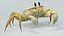Crostacei marini in fascio