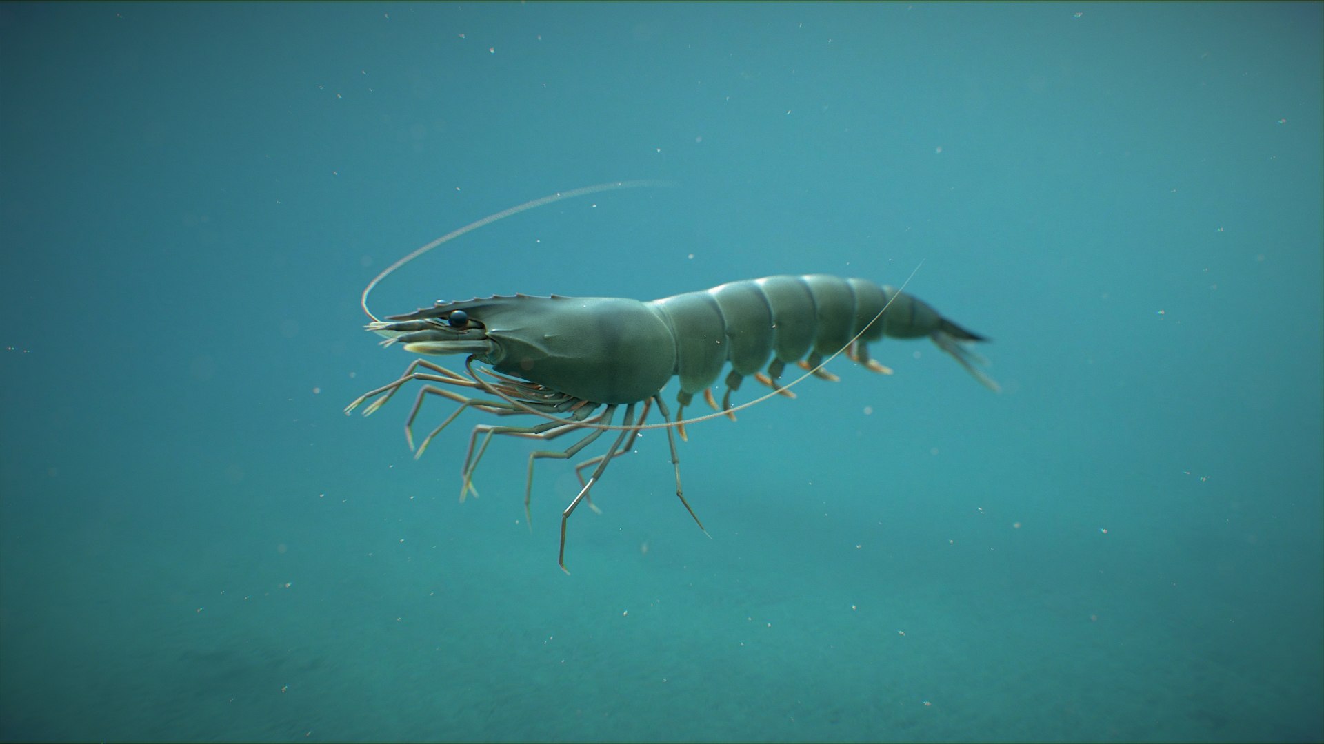 3D Marine Crustaceans Bundle Rigged https://p.turbosquid.com/ts-thumb/PX/Zkslqa/tI/shrimp_scene_01/jpg/1775822246/1920x1080/fit_q87/5d8a45cf70ac0517d4ea1fea67db49092e728abc/shrimp_scene_01.jpg
