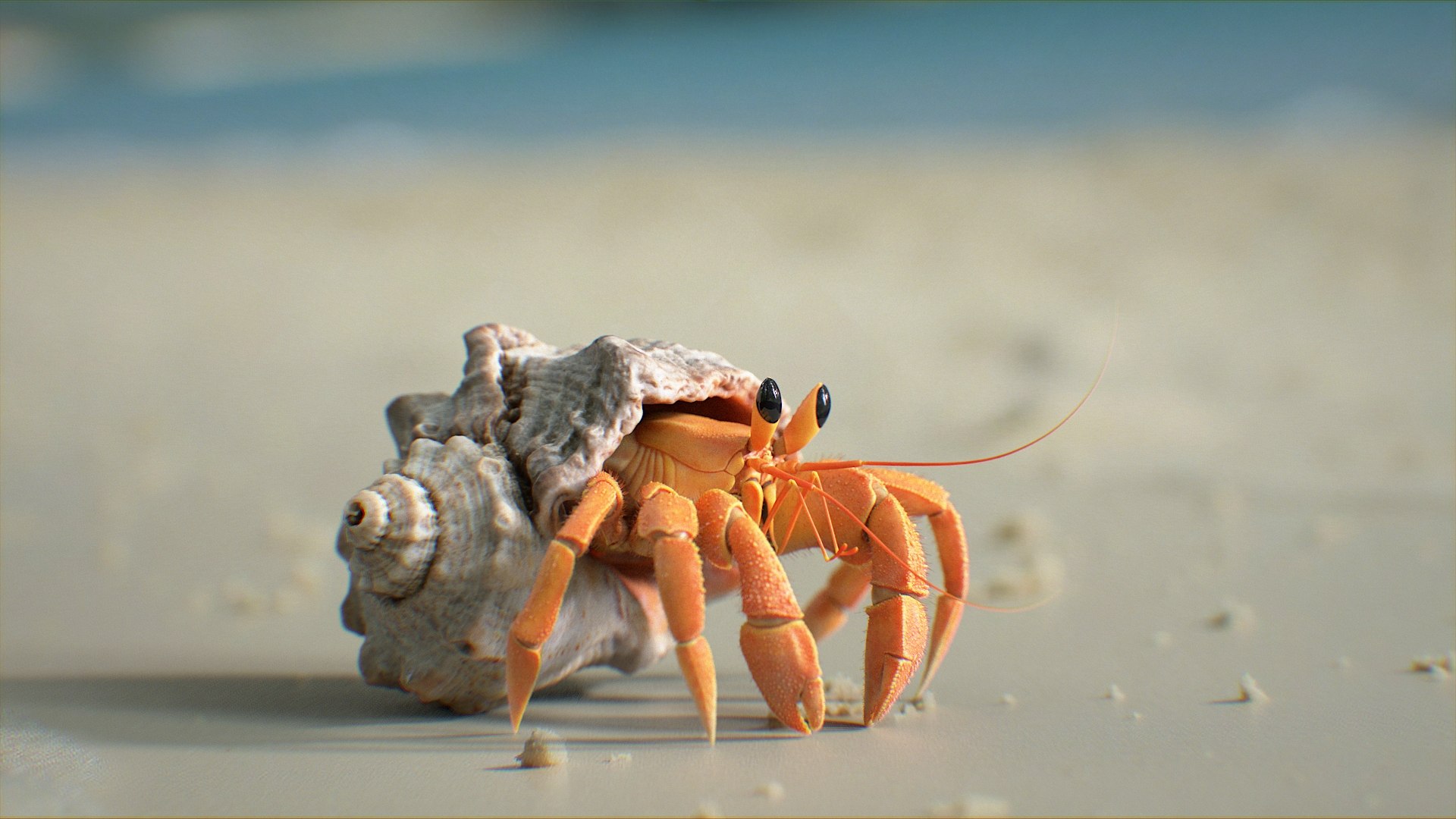 3D Marine Crustaceans Bundle Rigged https://p.turbosquid.com/ts-thumb/PX/Zkslqa/xY/hermit_crab_scene_02/jpg/1775822244/1920x1080/fit_q87/07cc11e676f7189c1fbbf2bb9c0d1653affbd8ab/hermit_crab_scene_02.jpg
