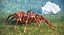 Goliath Birdeater Rigged 3D Model
