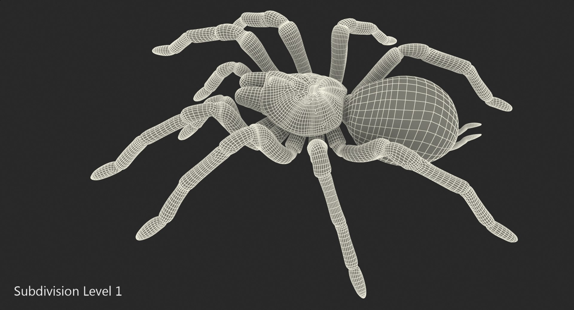 goliath birdeater rigged 3D https://p.turbosquid.com/ts-thumb/PX/iLKNup/88vmSPBx/goliathbirdeaterriggedvray3dmodel020/jpg/1519162905/1920x1080/fit_q87/cb4116ce41f21b74c5253bafc104fc1ba80b7d4a/goliathbirdeaterriggedvray3dmodel020.jpg