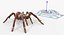 goliath birdeater rigged 3D