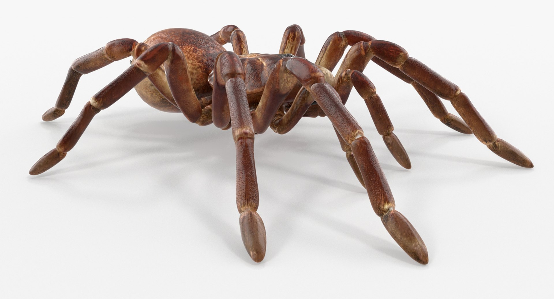 goliath birdeater rigged 3D https://p.turbosquid.com/ts-thumb/PX/iLKNup/Nf0HtHKM/goliathbirdeaterriggedvray3dmodel009/jpg/1519162859/1920x1080/fit_q87/219f565d6aa98d547c5f5e9a6bb9f576d7cd165b/goliathbirdeaterriggedvray3dmodel009.jpg