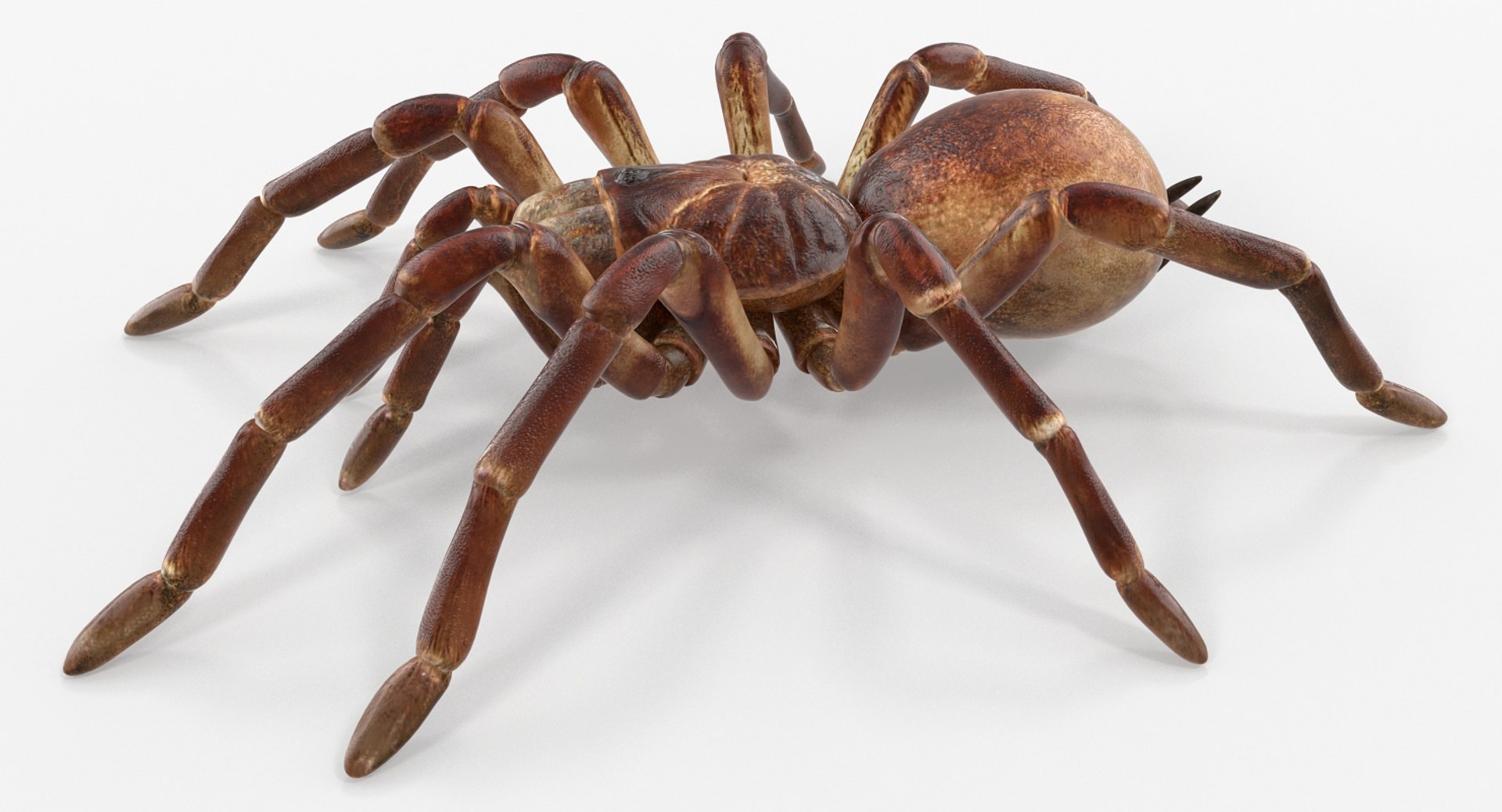 goliath birdeater rigged 3D https://p.turbosquid.com/ts-thumb/PX/iLKNup/RfwkmrEv/goliathbirdeaterriggedvray3dmodel007/jpg/1519162852/1920x1080/fit_q87/5afba7f5deb0c42ace06e8c9d5244bfc41c79ade/goliathbirdeaterriggedvray3dmodel007.jpg