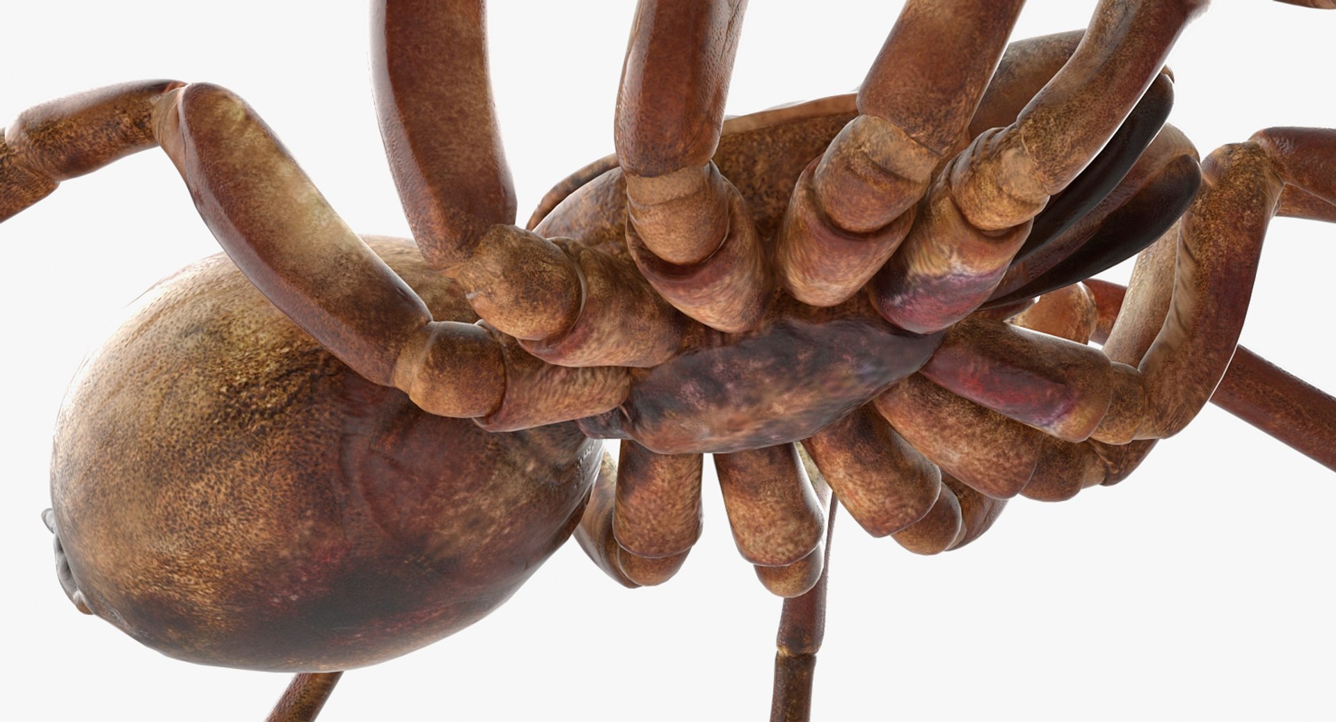 goliath birdeater rigged 3D https://p.turbosquid.com/ts-thumb/PX/iLKNup/SL234peG/goliathbirdeaterriggedvray3dmodel014/jpg/1519162878/1920x1080/fit_q87/fa72d2cd4c5095189db1898ae757920fb1b94752/goliathbirdeaterriggedvray3dmodel014.jpg