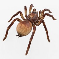 Goliath Birdeater Rigged 3D Model