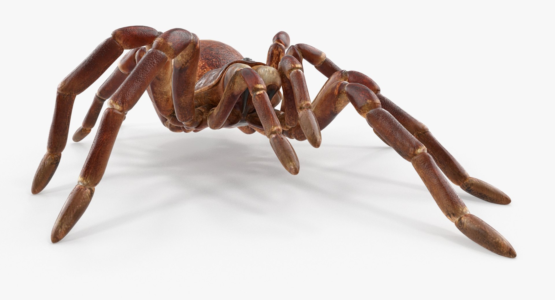 goliath birdeater rigged 3D https://p.turbosquid.com/ts-thumb/PX/iLKNup/p2kz8Kg2/goliathbirdeaterriggedvray3dmodel008/jpg/1519162855/1920x1080/fit_q87/4e0bb1a7daded9091b16948e206157d75c305c96/goliathbirdeaterriggedvray3dmodel008.jpg