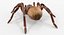 goliath birdeater rigged 3D