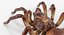 Goliath Birdeater Rigged 3D Model