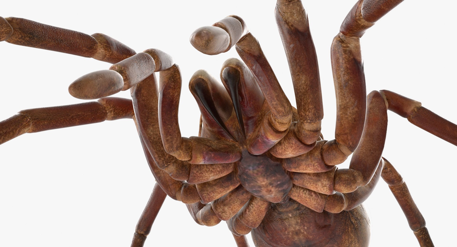 goliath birdeater rigged 3D https://p.turbosquid.com/ts-thumb/PX/iLKNup/ySlrvjmL/goliathbirdeaterriggedvray3dmodel013/jpg/1519162874/1920x1080/fit_q87/59617d6bda723eae3f490f52fef72521bbfb0845/goliathbirdeaterriggedvray3dmodel013.jpg