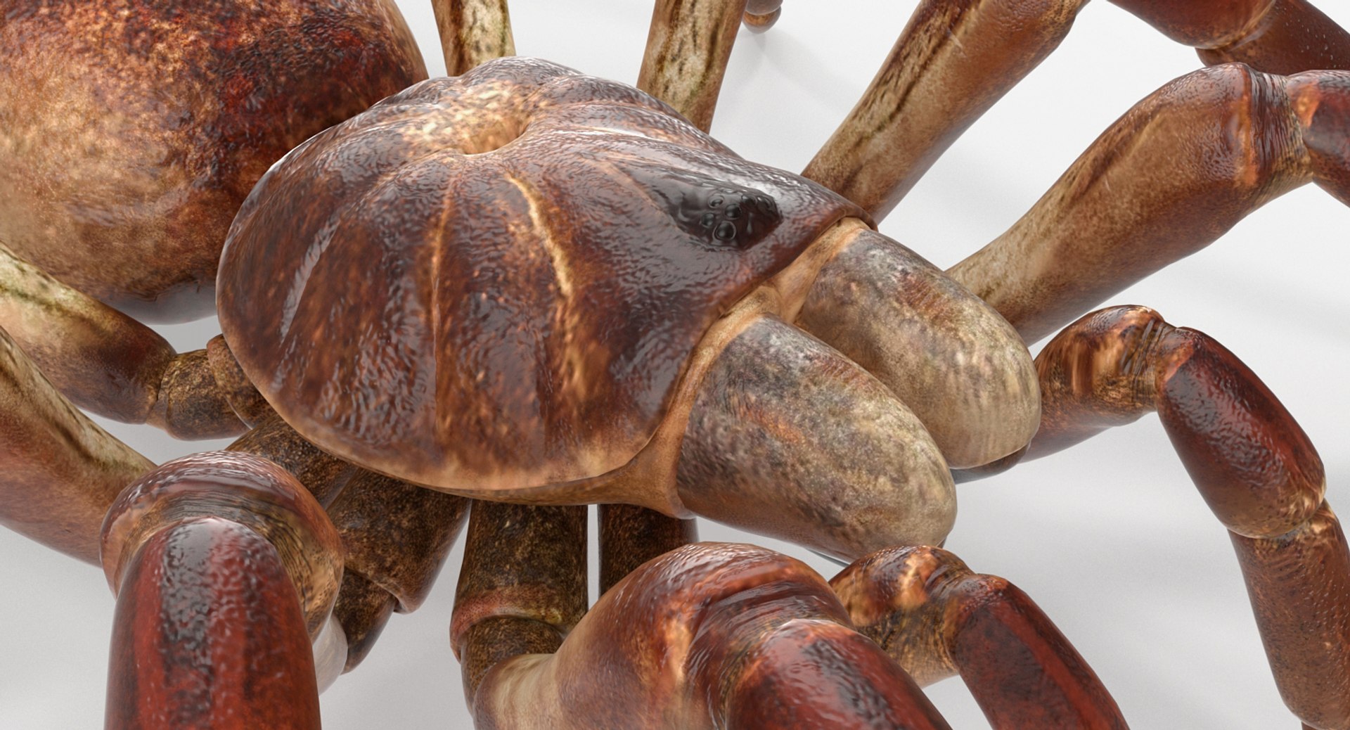 goliath birdeater rigged 3D https://p.turbosquid.com/ts-thumb/PX/iLKNup/zzvzIWB8/goliathbirdeaterriggedvray3dmodel017/jpg/1519162893/1920x1080/fit_q87/b26f1821a099a8b4a6da203212d670b4da05f6e1/goliathbirdeaterriggedvray3dmodel017.jpg