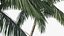 Palm Tree