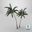 Palm Tree