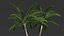 Palm Tree