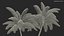 Palm Tree