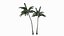 Palm Tree