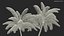 Palm Tree