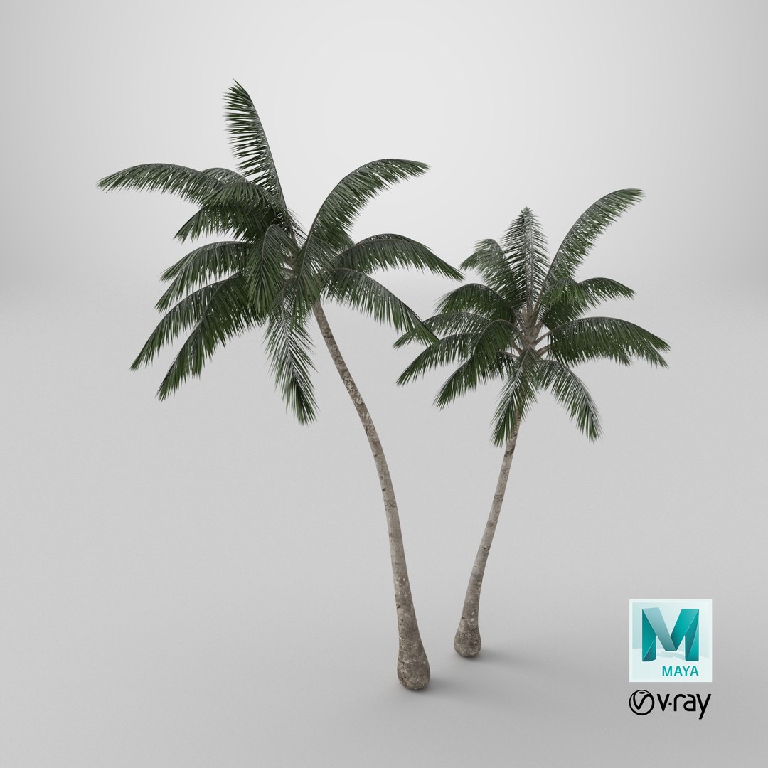 3D model Palm Tree https://p.turbosquid.com/ts-thumb/PX/r82bDF/VA/stemcell_maya_vray_render/png/1737903342/1920x1080/fit_q87/35613283e80c38b51e970d703ba1c9546078b450/stemcell_maya_vray_render.jpg