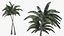 Palm Tree