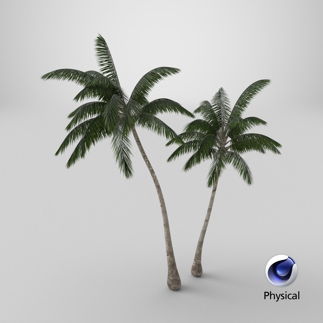 3D model Palm Tree https://p.turbosquid.com/ts-thumb/PX/r82bDF/Z8/stemcell_cinema_4d_physical_render/png/1737903345/1920x1080/fit_q87/6a05c3c870dec36b7aca6e1f6028f052961fe12b/stemcell_cinema_4d_physical_render.jpg