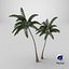 Palm Tree