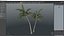 Palm Tree