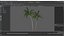 Palm Tree