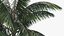Palm Tree