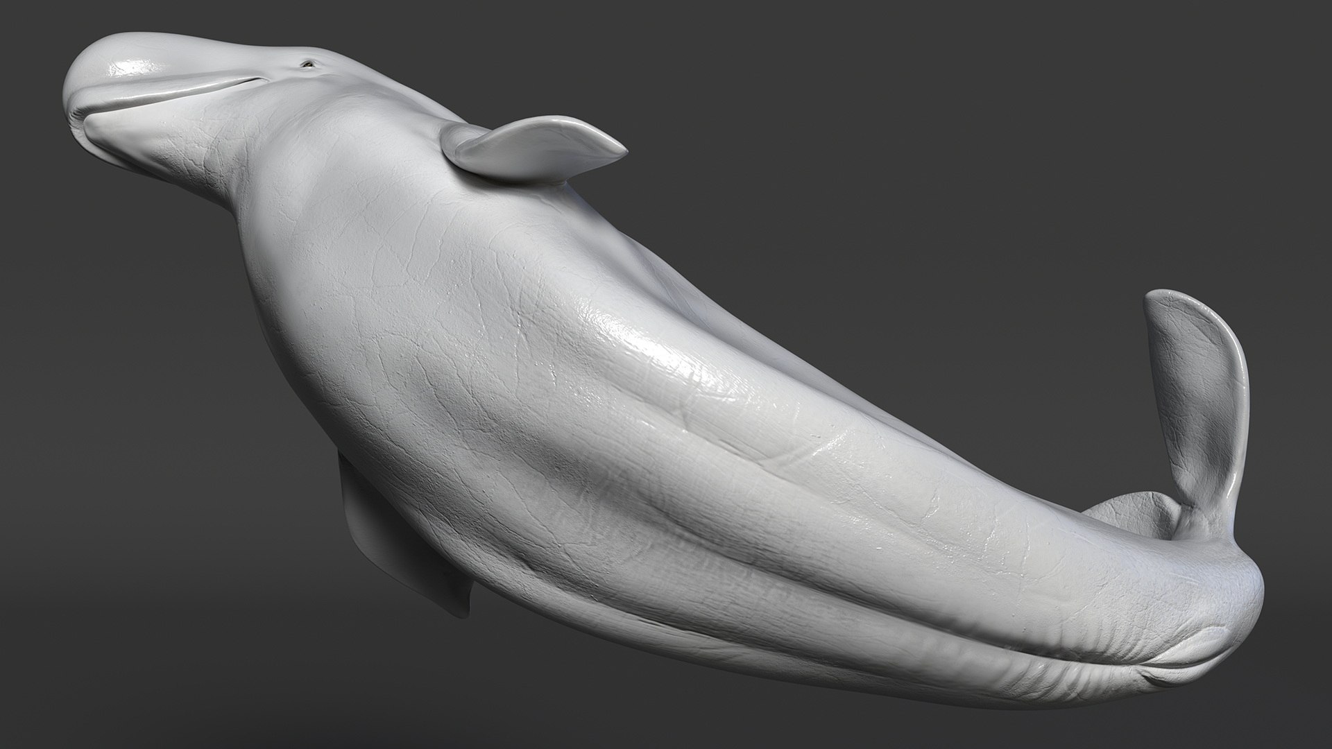 Beluga Whale Adult Performance Pose 3D model https://p.turbosquid.com/ts-thumb/PX/udkfDx/B6/belugawhaleadultperformancepose3dsmodel009/jpg/1676364626/1920x1080/fit_q87/0d2e77373c484e13e92934f51297b297dd2c95e0/belugawhaleadultperformancepose3dsmodel009.jpg