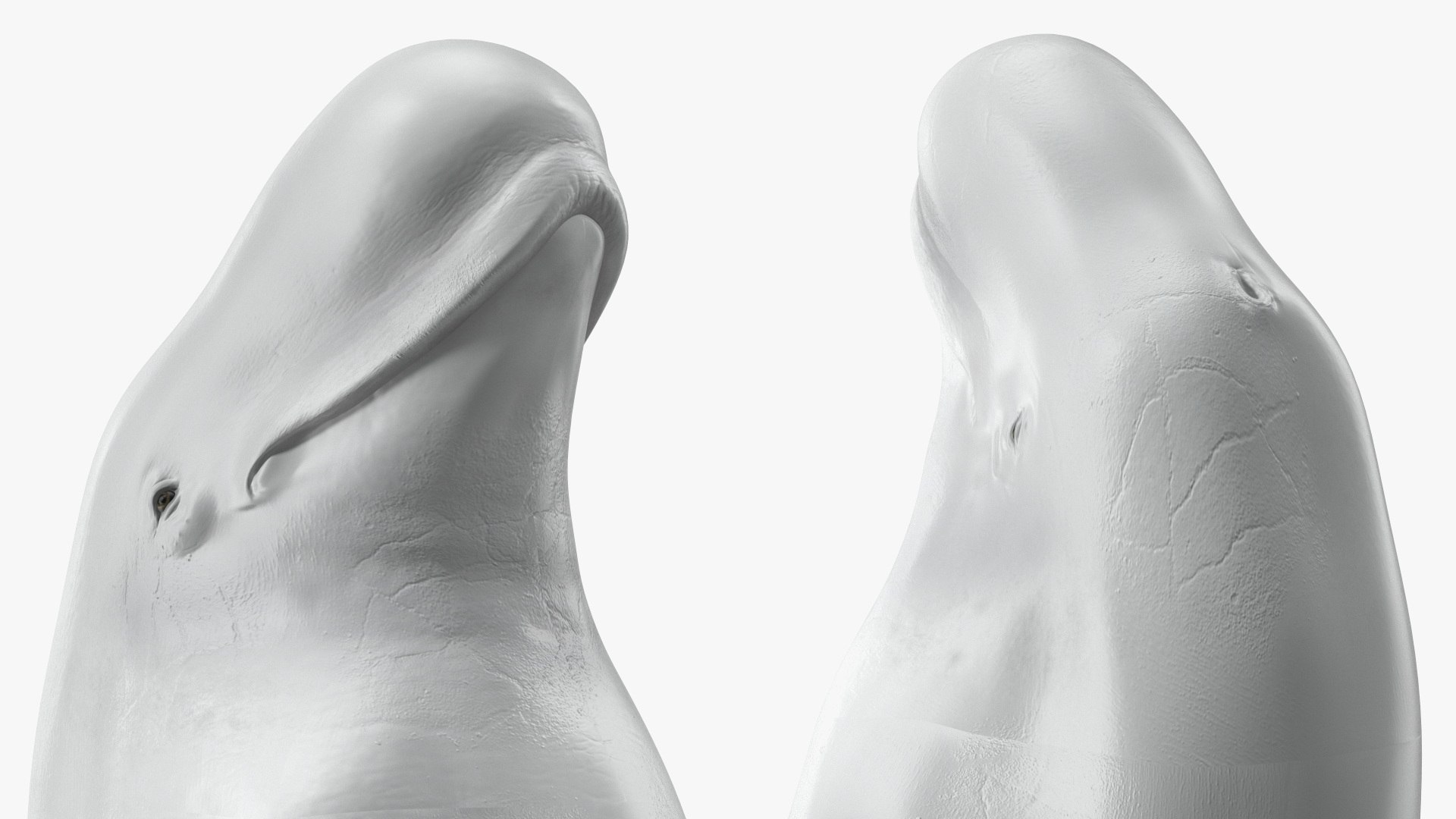 Beluga Whale Adult Performance Pose 3D model https://p.turbosquid.com/ts-thumb/PX/udkfDx/Om/belugawhaleadultperformancepose3dsmodel014/jpg/1676364642/1920x1080/fit_q87/4b7b613fa86f30b91ee0e7c98d07dbe8a08c0999/belugawhaleadultperformancepose3dsmodel014.jpg