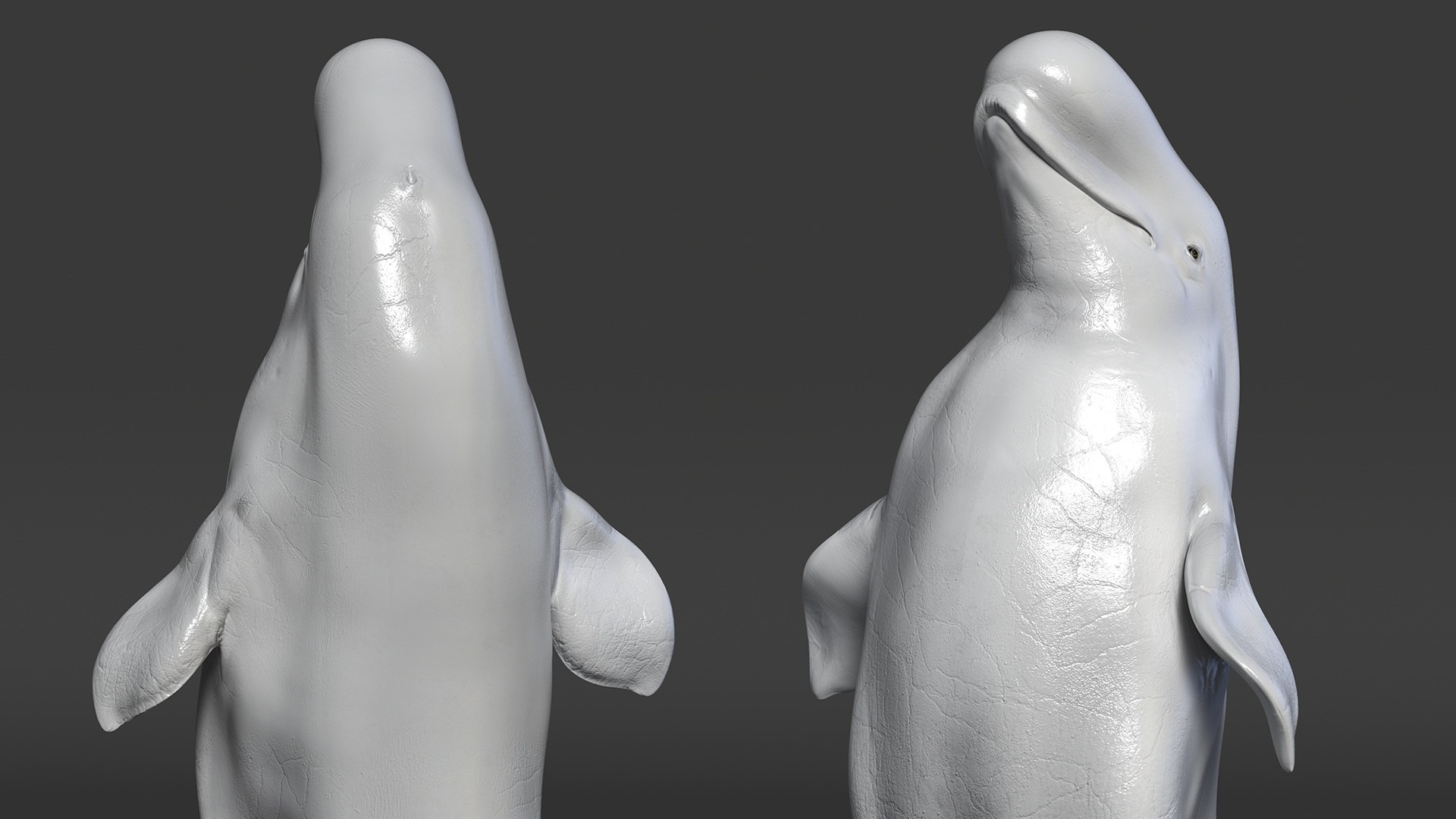 Beluga Whale Adult Performance Pose 3D model https://p.turbosquid.com/ts-thumb/PX/udkfDx/So/belugawhaleadultperformancepose3dsmodel008/jpg/1676364623/1920x1080/fit_q87/9ef1e43d35191d4a993d44afcabef9ec08dbc737/belugawhaleadultperformancepose3dsmodel008.jpg