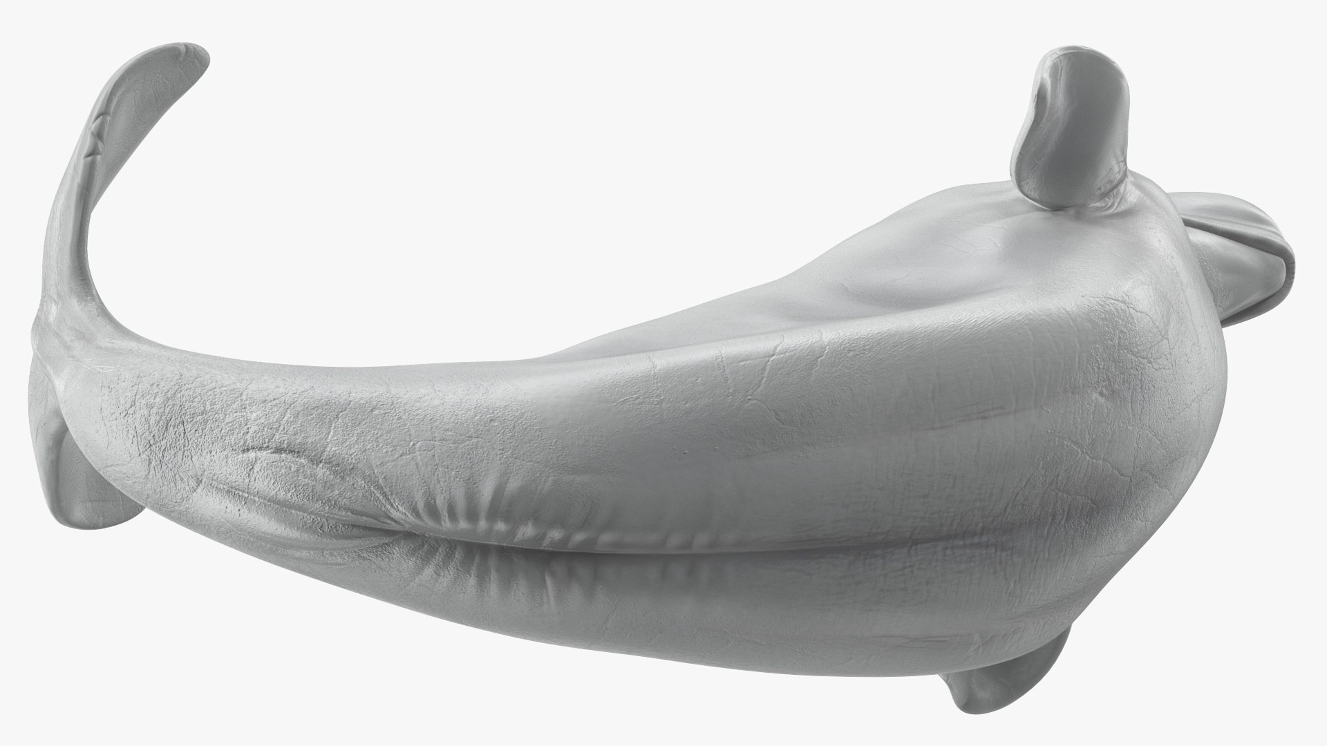 Beluga Whale Adult Performance Pose 3D model https://p.turbosquid.com/ts-thumb/PX/udkfDx/Wy/belugawhaleadultperformancepose3dsmodel012/jpg/1676364636/1920x1080/fit_q87/447833ad97cce67b0003dc80e4be22b538ba22e1/belugawhaleadultperformancepose3dsmodel012.jpg