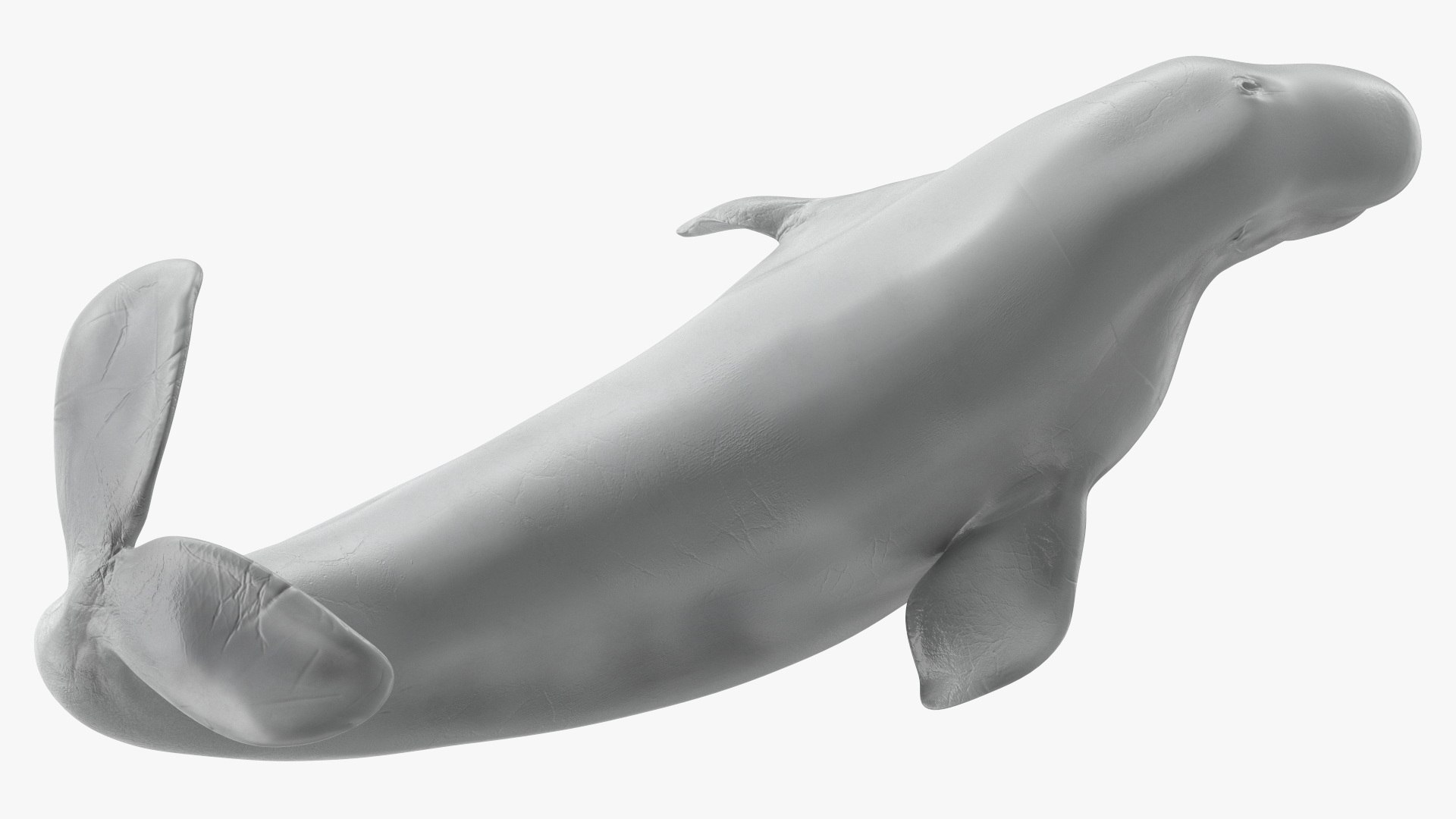 Beluga Whale Adult Performance Pose 3D model https://p.turbosquid.com/ts-thumb/PX/udkfDx/XV/belugawhaleadultperformancepose3dsmodel013/jpg/1676364639/1920x1080/fit_q87/e8af6c75291e15a817c8a18a8ad46d503edfc8fe/belugawhaleadultperformancepose3dsmodel013.jpg