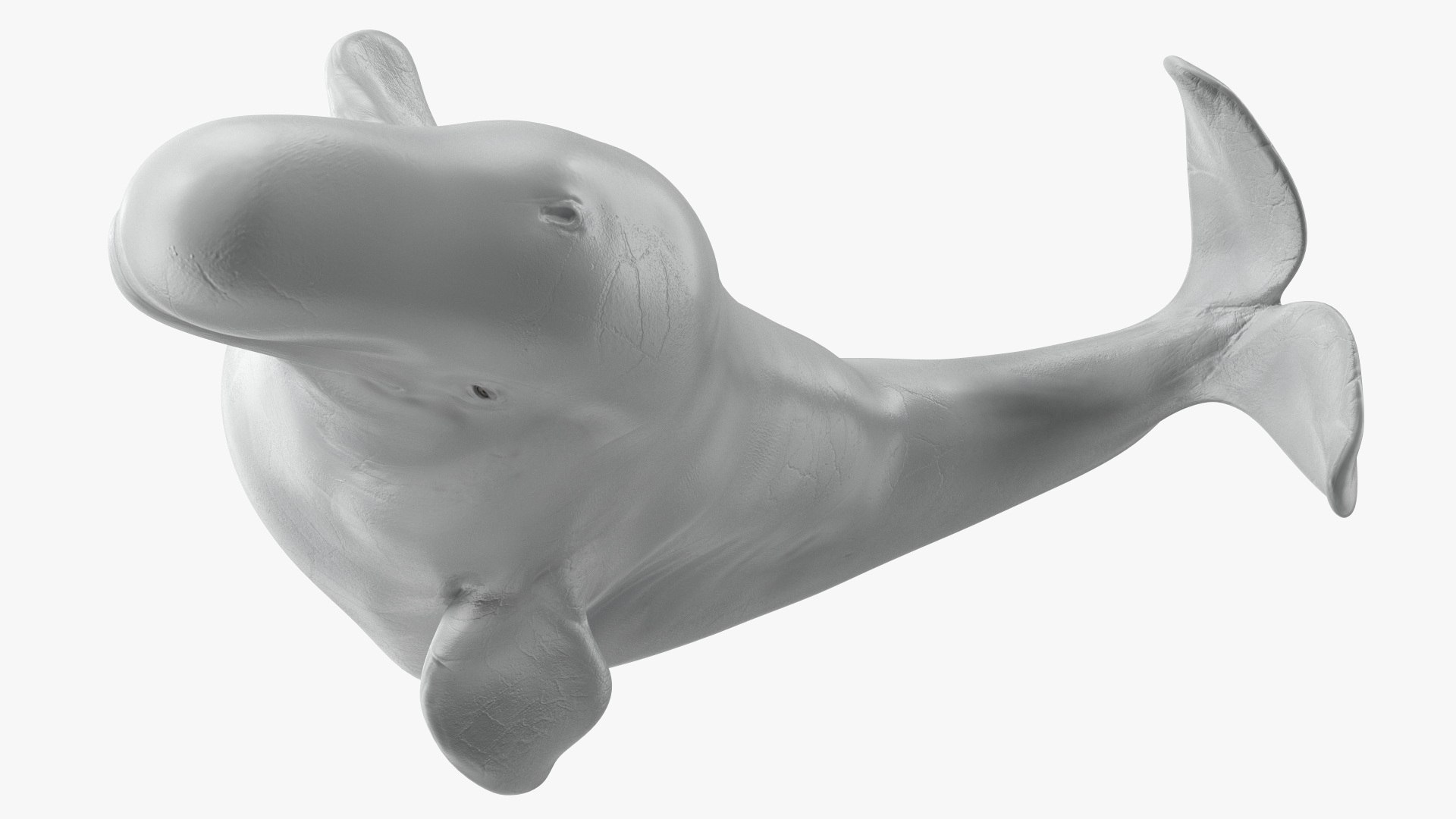 Beluga Whale Adult Performance Pose 3D model https://p.turbosquid.com/ts-thumb/PX/udkfDx/Y3/belugawhaleadultperformancepose3dsmodel011/jpg/1676364633/1920x1080/fit_q87/cfcd589e132c3f01405c20537f77210c9b83d36e/belugawhaleadultperformancepose3dsmodel011.jpg