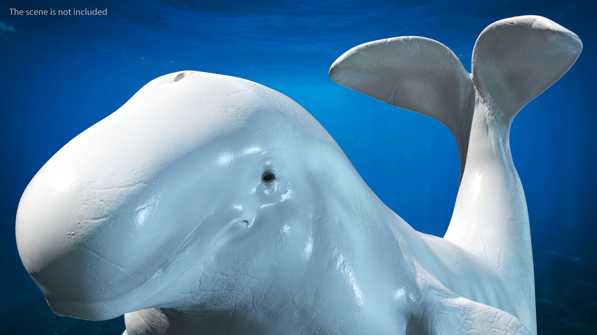 Beluga Whale Adult Performance Pose 3D model https://p.turbosquid.com/ts-thumb/PX/udkfDx/c2/belugawhaleadultperformancepose3dsmodel006/jpg/1676364617/1920x1080/fit_q87/c6b5e2f6f6ef17b453ecaf416c6bfc6d9f2cbd15/belugawhaleadultperformancepose3dsmodel006.jpg
