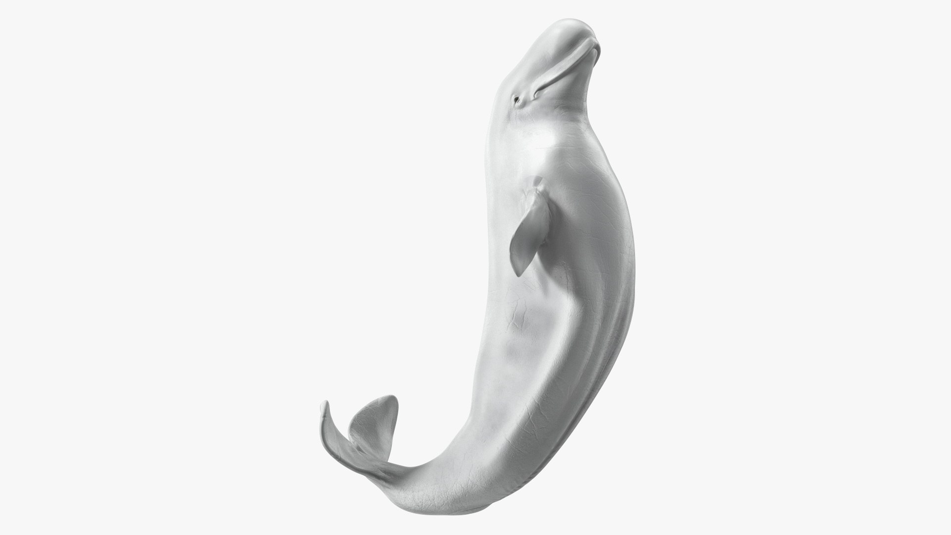 Beluga Whale Adult Performance Pose 3D model preview