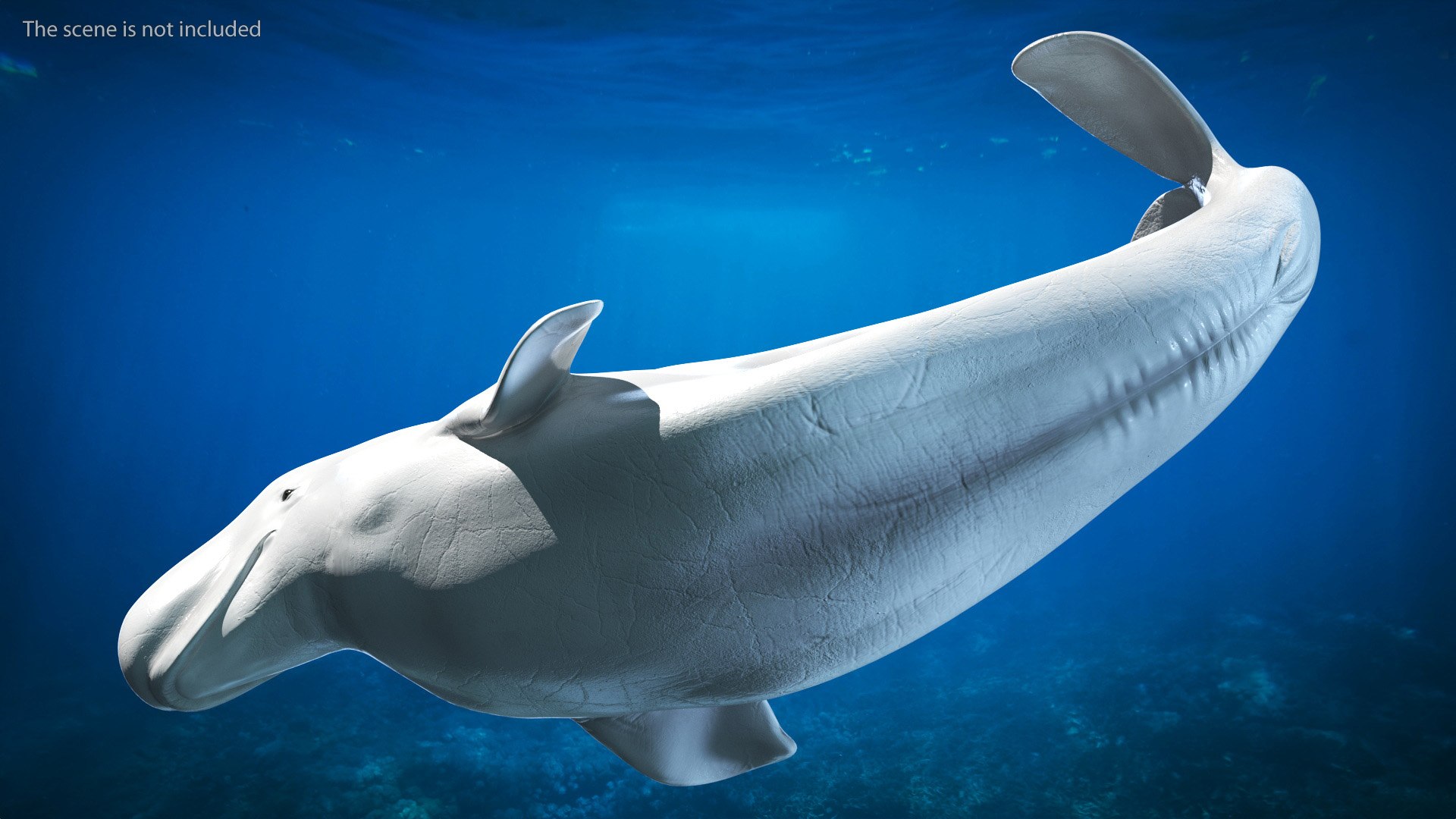 Beluga Whale Adult Performance Pose 3D model https://p.turbosquid.com/ts-thumb/PX/udkfDx/hT/belugawhaleadultperformancepose3dsmodel005/jpg/1676364614/1920x1080/fit_q87/edf6826704324be9ebc7a913e9beb7ce6e1f87f3/belugawhaleadultperformancepose3dsmodel005.jpg