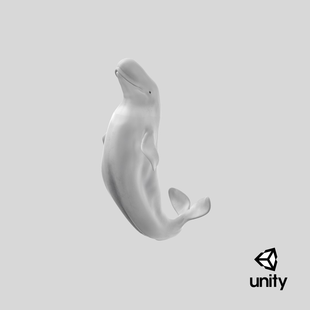 Beluga Whale Adult Performance Pose 3D model https://p.turbosquid.com/ts-thumb/PX/udkfDx/jm/stemcell_unity_render/png/1679581695/1920x1080/fit_q87/3eac80ee9edc2ad20f78b2fad684a28a08f8f517/stemcell_unity_render.jpg