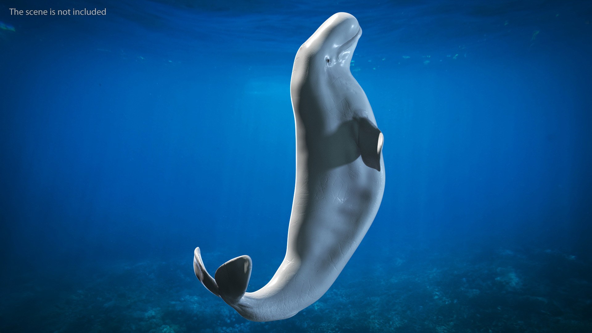 Beluga Whale Adult Performance Pose 3D model https://p.turbosquid.com/ts-thumb/PX/udkfDx/lS/belugawhaleadultperformancepose3dsmodel003/jpg/1676364607/1920x1080/fit_q87/937076b06e07a8b7503ce271b491e7ddb6a74701/belugawhaleadultperformancepose3dsmodel003.jpg