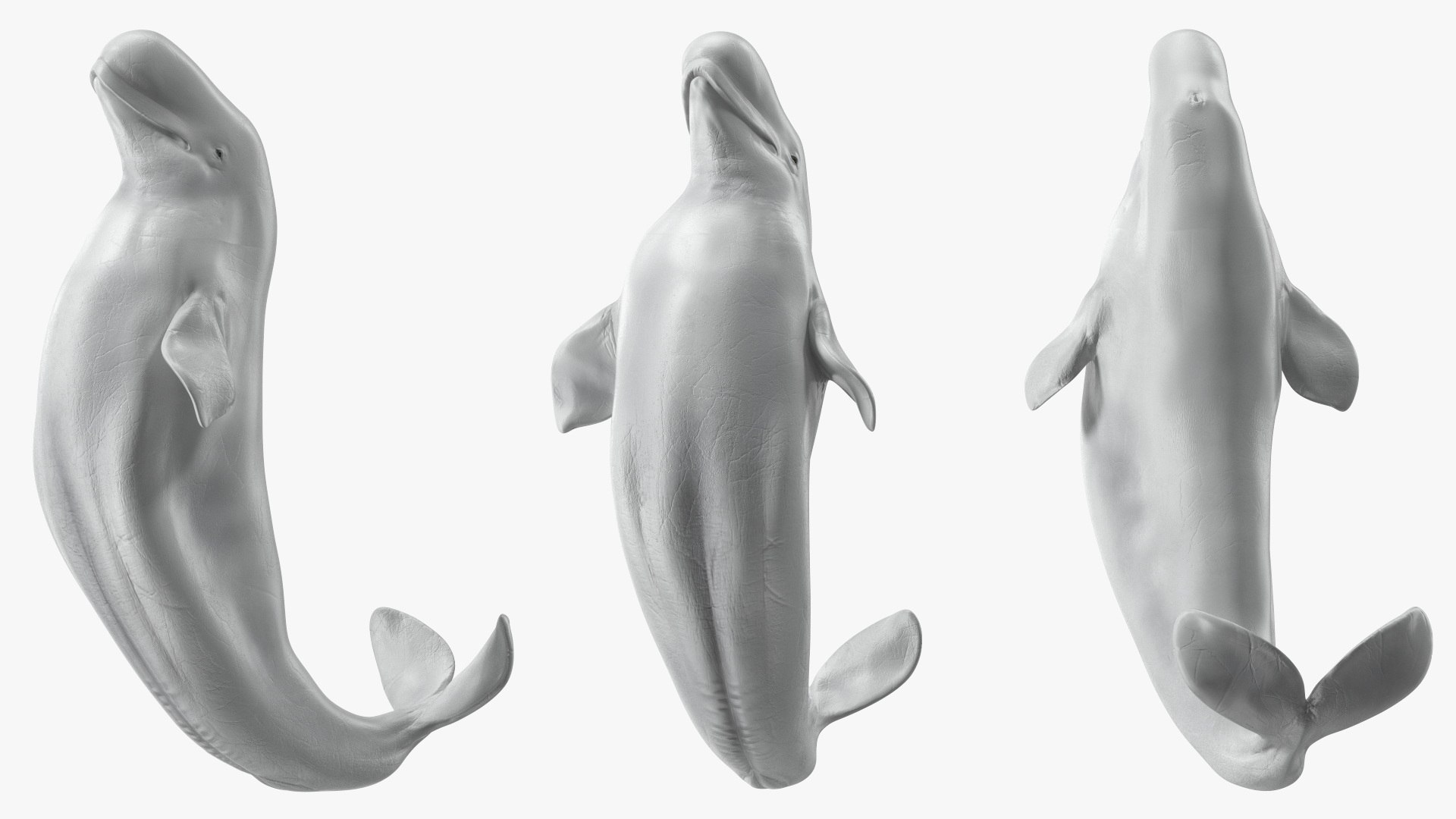 Beluga Whale Adult Performance Pose 3D model https://p.turbosquid.com/ts-thumb/PX/udkfDx/ya/belugawhaleadultperformancepose3dsmodel010/jpg/1676364630/1920x1080/fit_q87/266b92d726dfaee50ee77443257cd974721db0f9/belugawhaleadultperformancepose3dsmodel010.jpg