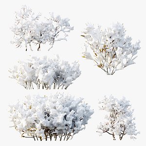 AV Plant Snow Pennsylvania Bayberry and Mexican Sage winter model