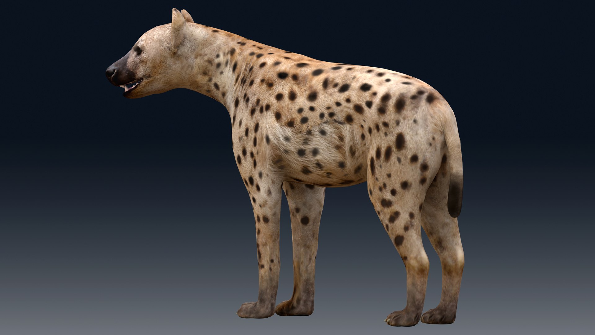 3D Hyena Rigged - TurboSquid 2037681