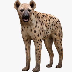 3D Hyena Rigged